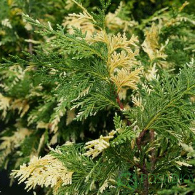 картинка Кипарисовик нутканский Вариегата 