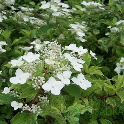 картинка Гортензия метельчатая Shikoku Flash 