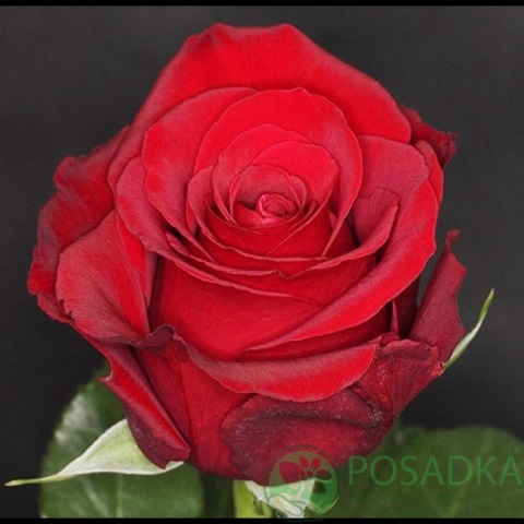 картинка Роза чайно-гибридная Секси Ред 