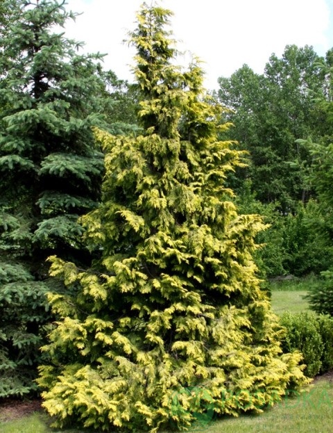 картинка Кипарисовик нутканский Aurea 
