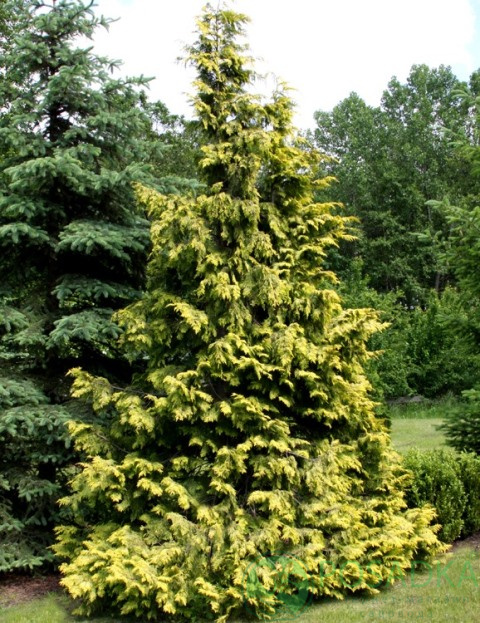 картинка Кипарисовик нутканский Aurea 