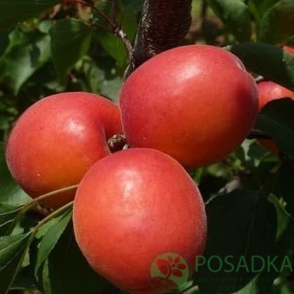 картинка Абрикос Пинкот 