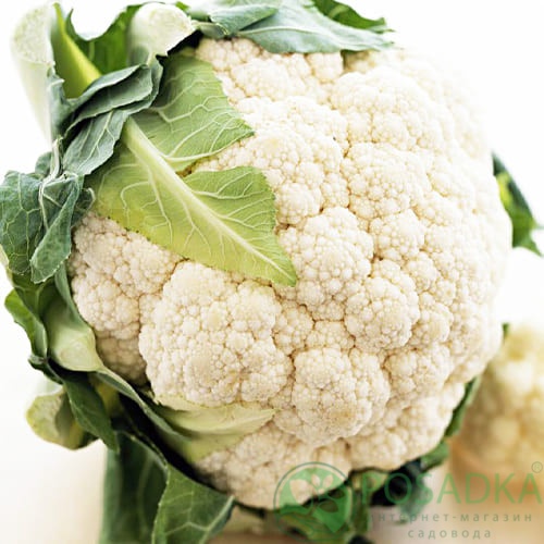 картинка Семена Капуста цветная Пионер, 0.3 г, Seedera 