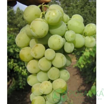 картинка Виноград Тузловский великан 