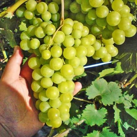 картинка Виноград Галбена Ноу 