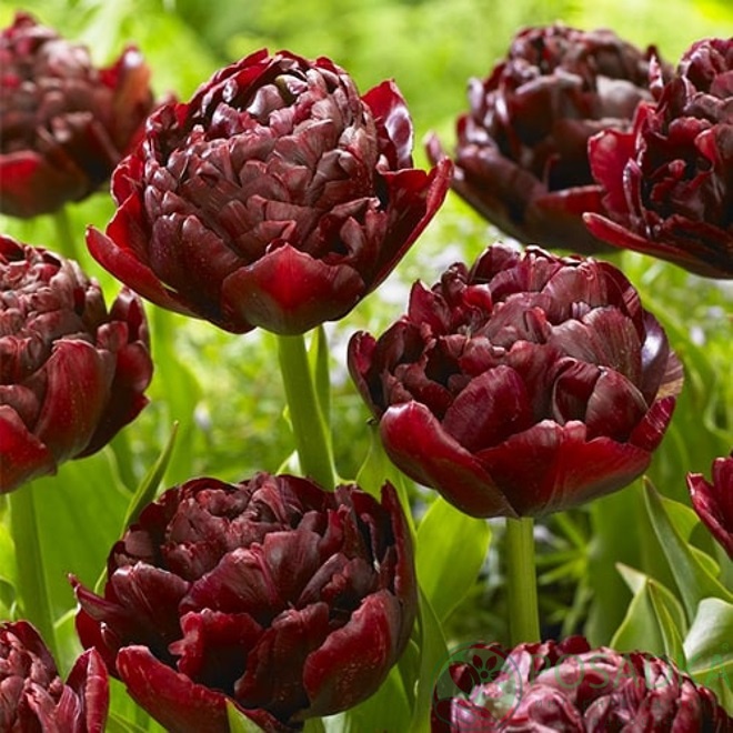 картинка Тюльпан Roadstar (3 шт) р9 