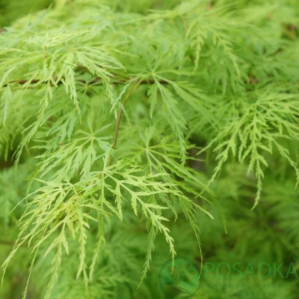 картинка Клен пальмолистный Dissectum 