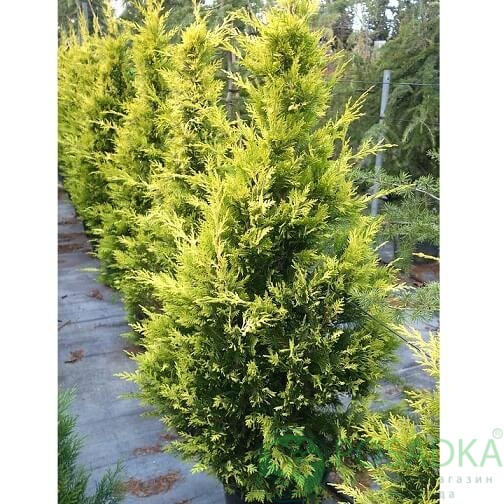 картинка Купрессоципарис Лейланда Castlewellan Gold 