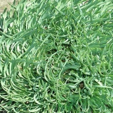 картинка Лук горный Спиралис 