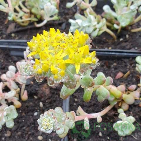 картинка Очиток (седум) Cape Blanco (Кейп Бланко) 