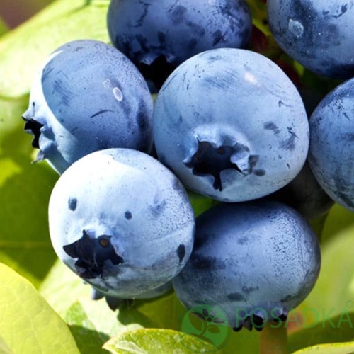 картинка Голубика 3 летняя Элизабет (контейнер С2) 