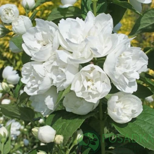 картинка Чубушник Каролинка (Philadelphus Karolinka)  картинка Чубушник Каролинка (Philadelphus Karolinka)