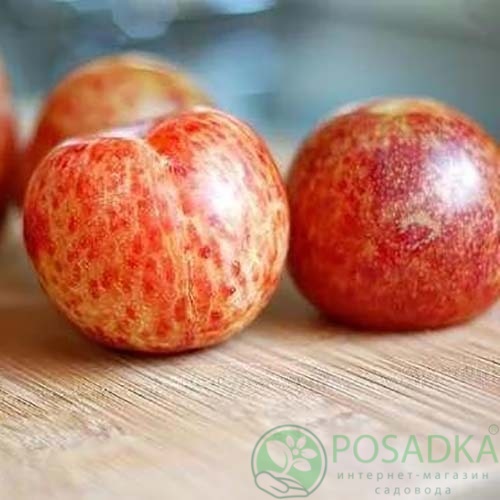 картинка Слива Дапл Данди 