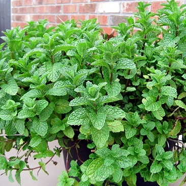 картинка Мята перечная Холодная 