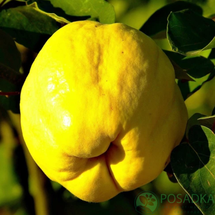 картинка Айва яблоковидная Академическая 