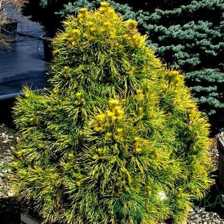 картинка Сосна обыкновенная Мозери С2 