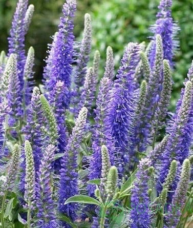 картинка Вероника колосковая 'Baby Blue' 