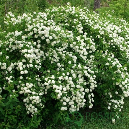 картинка Спирея Дубравколистная 3л  картинка Спирея Дубравколистная 3л