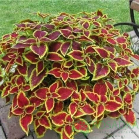 картинка Колеус 