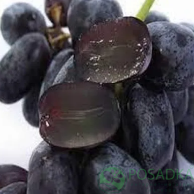 картинка Виноград Фуджиминори 