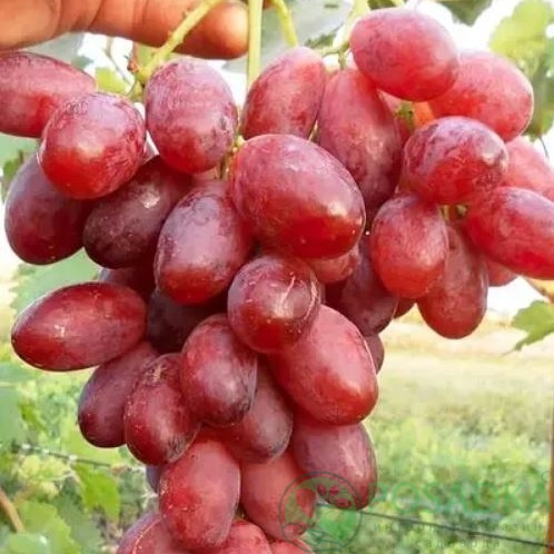 картинка Виноград Квазар 