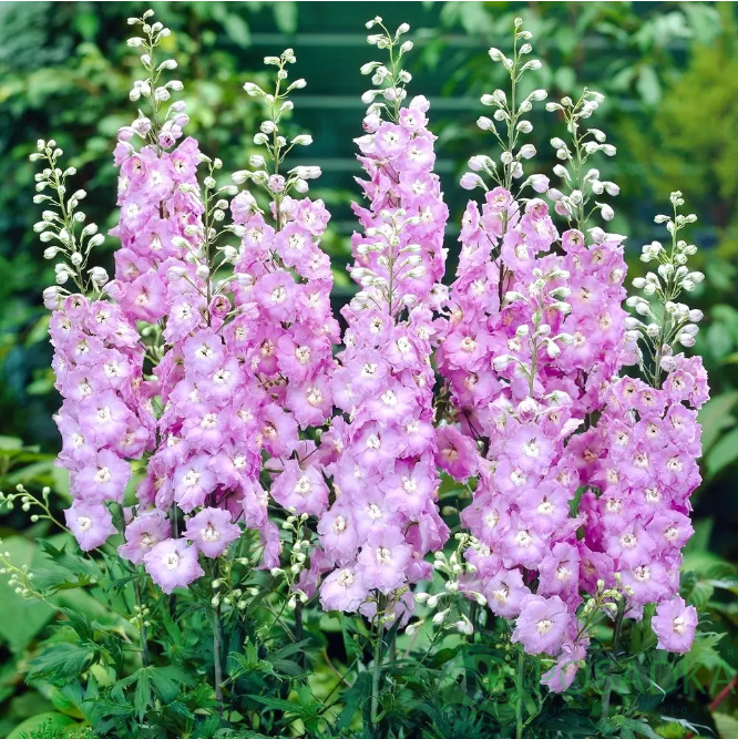 картинка Дельфиниум Pacific Guinevere 