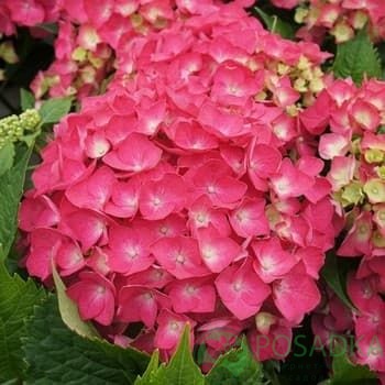 картинка Гортензия крупнолистная 2-х летняя Leuchtfeuer С2 