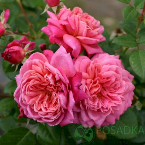картинка Роза кустовая Дан Понсет 