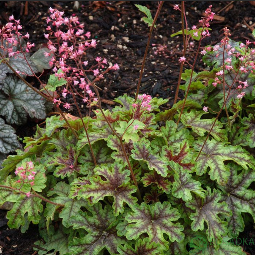 картинка Гейхерелла Tapestry (Тапестри) 