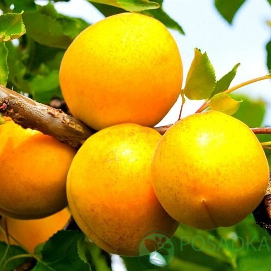 картинка Абрикос Сирена 