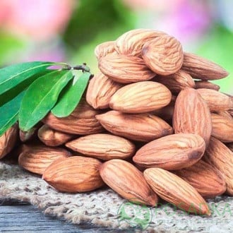 картинка Миндаль Амаретто (привитый)  картинка Миндаль Амаретто (привитый)