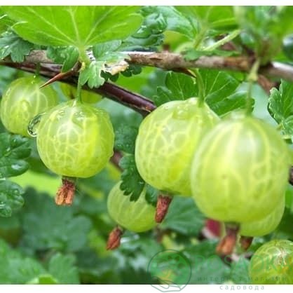 картинка Крыжовник Малахит 