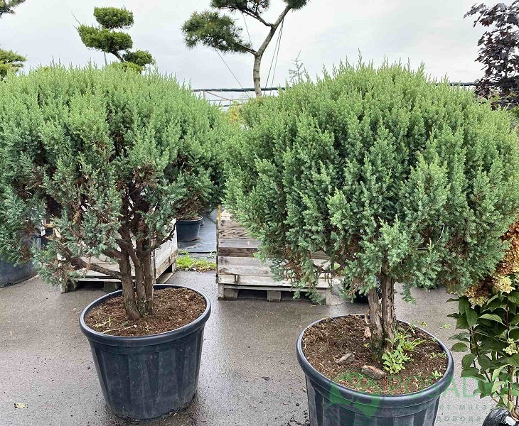 картинка Можжевельник китайский 'Stricta' (шар на штамбе) 