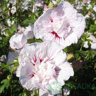 картинка Гибискус сирийский Чайна Шифон (China Chiffon) 