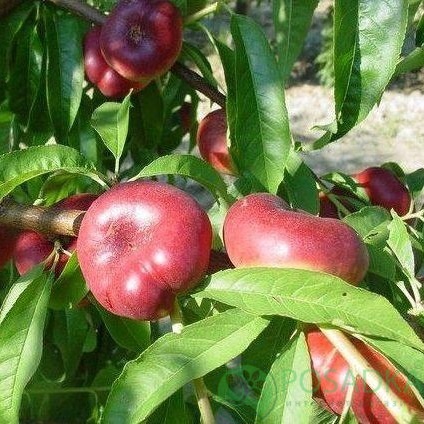 картинка Нектарин инжирный Концеттина 