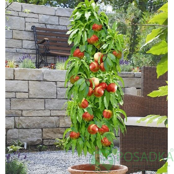 картинка Персик колоновидный Роман 