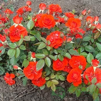 картинка Роза миниатюрная Оранж Санблейз 