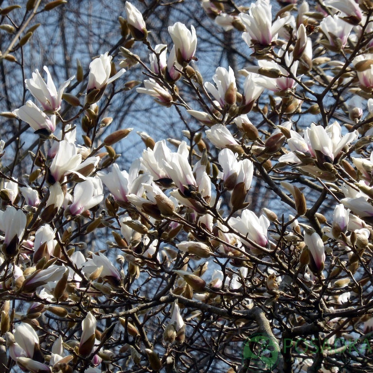 картинка Манголия Pegasus 