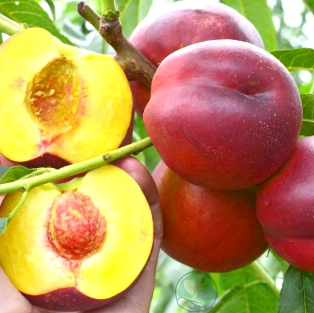 картинка Нектарин Харблейз 