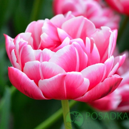 картинка Тюльпан Columbus (3 шт) р9 