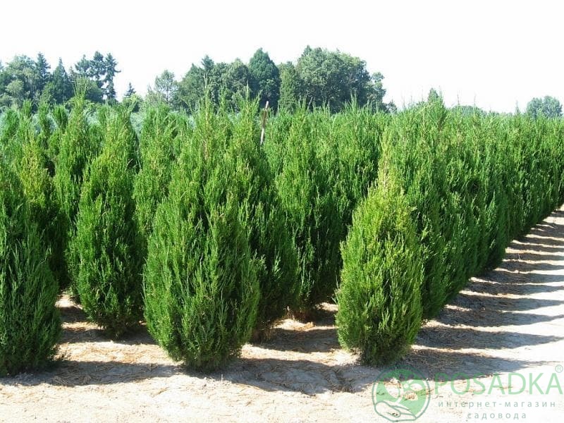 картинка Можжевельник китайский Спартан 