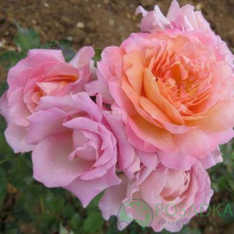 картинка Роза кустовая Флораже 