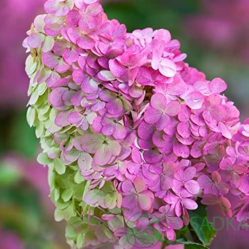 картинка Гортензия метельчатая Vanille Fraise (Ванилла Фрейз) 
