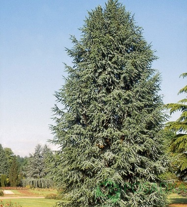 картинка Кедр ливанский Fastigiata  