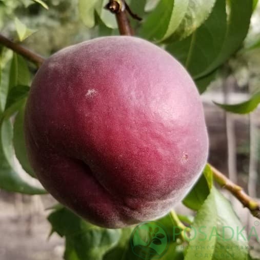 картинка Персик Ред Робин (красномясый) 