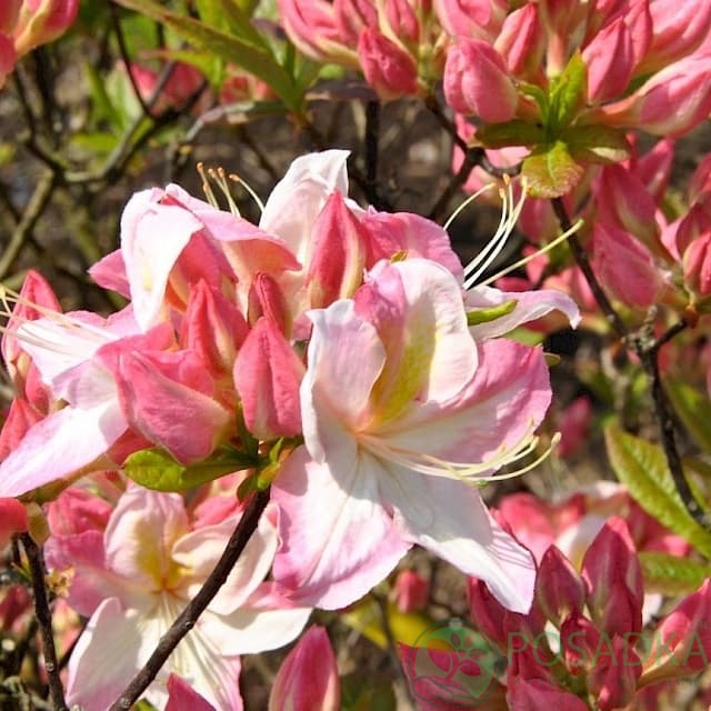 картинка Азалия крупноцветковая Satomi 