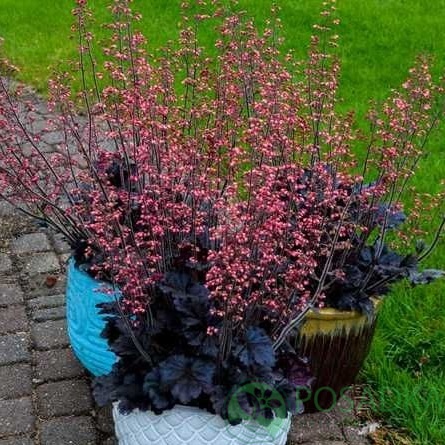 картинка Гейхера Timeles Night (Бесконечная ночь)  картинка Гейхера Timeles Night (Бесконечная ночь)