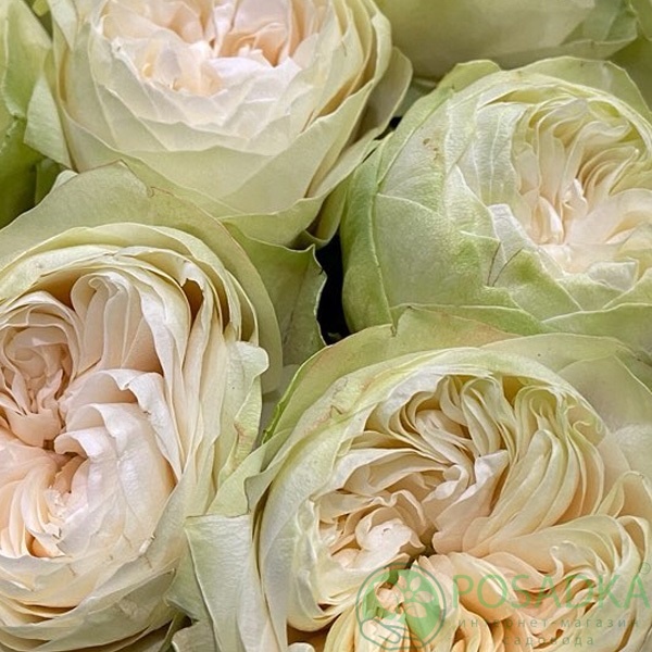 картинка Роза чайно-гибридная Вайт Кахала 