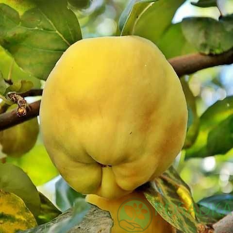 картинка Айва яблоковидная Академическая 