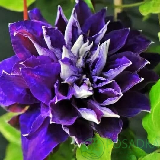 картинка Клематис Shin-shigyoku 